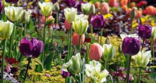 Цветя от цял свят ще събере Международното търговско изложение във Вийфуйзен, Холандия