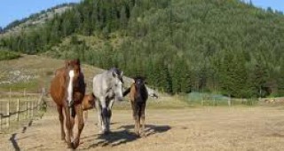 В Източните Родопи пускат на свобода 15 коня
