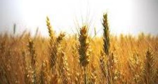 Цената на пшеницата у нас е скочила с 52 %