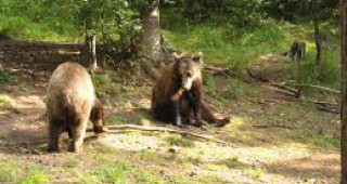 Промени в закона ще разрешат отстрела на два защитени вида - кафява мечка и дива коза