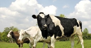 Млекопроизводители блокираха пътя за Варна между Шумен и Търговище