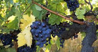 С 30% по-малко е реколтата от винено грозде в Пловдивско