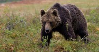 Нападенията от мечки в чепеларското село Богутево се превръщат в ежедневие