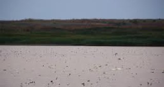 Токов удар повали птици в района на езерата Атанасовско и Вая