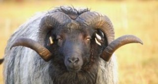 Три овце в държавата са болни скрейпи