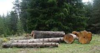 Държавно горско стопанство-Доспат е завело 14 дела за извършена сеч в незаконно придобити държавни гори