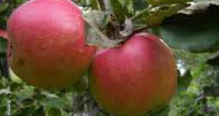 570 килограма от декар е средният добив от ябълки в Кюстендилска област