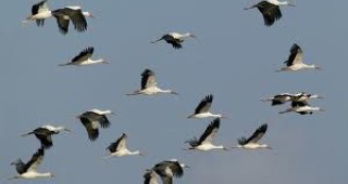 Около 44 случая на птици, загинали от токов удар, са регистрирани в района на бургаските езера