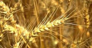 Цената на пшеницата се е удвоила за една година