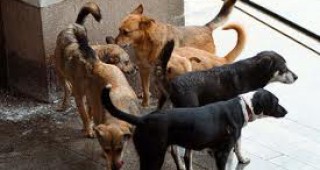 МЗХ организира обучение по проблема с популацията на безстопанствените кучета в България