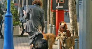 МЗХ организира обучение по проблема с популацията на безстопанствените кучета в България