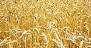В Европа се увеличават площите, засети с пшеница