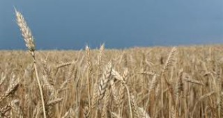 Украйна въведе квотен режим при износа на зърно