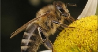 Над 7 милиона лева за пчеларите през следващите три години