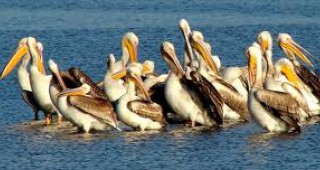 Седем нови гнезда на къдроглави пеликани са установени в езерото Сребърна