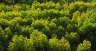 Най-много замени на гори са извършени по време на сегашното управление твърдят от ГЕРБ