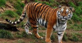 Природозащитна организация: Тигрите може да изчезнат след 12 години