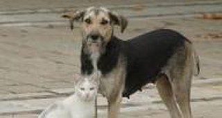 В общинския приют за кучета в Бургас вече ще гледат и котки