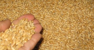 Приблизително 76,2% от добитото зърно тази година е окачествено като трета група