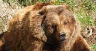 В Смолянско е отстреляна 280-килограмова мечка