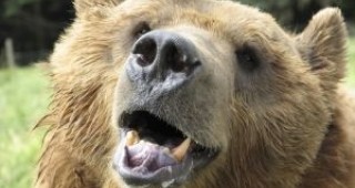 Осем годишен мечок застрелян в Родопите