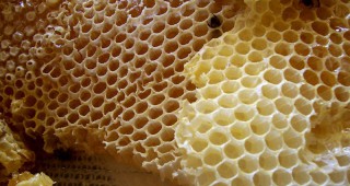 Над 70% са усвоените средства по Националната програма по пчеларство за периода 2008-2010 година