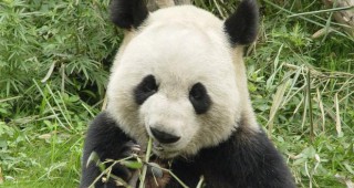 Бейби бум на панди в Китай
