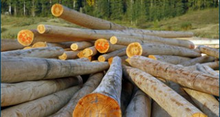 В България се добиват годишно около 4 млн. куб. метра дървесина