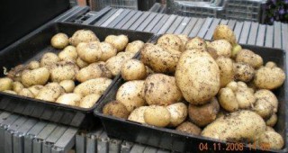 На 100% е прибрана реколтата от картофи в Смолянско