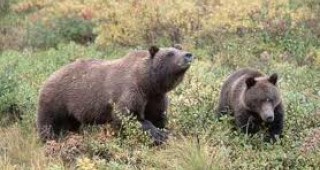 Депутатите разрешиха лова на кафява мечка