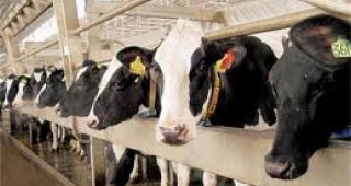 Половината от едрия рогат добитък в страната не е изследван за туберкулоза, според ветеринари