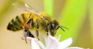 Пчелите - по-добри от компютрите при решаване на сложни математически проблеми