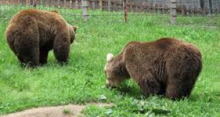 В Смолянско мечки изяждат захранките на дивите прасета