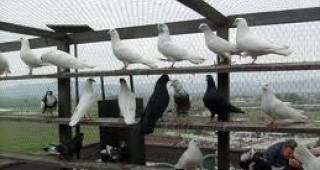 Декоративните гълъби във Видинско се търгуват от 30 до 200 лева