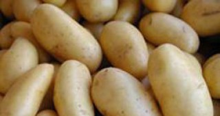Около 80% от произведените в ЕС замразени картофи се продават на вътрешния пазар