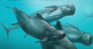 Холандски учени идентифицираха по фосил непознат вид делфин