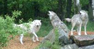 Глутници от вълци нападат дивеча в Смолянско