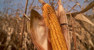 620 килограма от декар е средният добив от царевица в Община Свищов