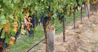 Не е необходима намесата на ОЛАФ по сигнала за вино от стафиди