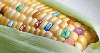 Изследват селскостопанска продукция за ГМО