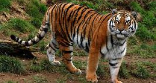 Бракониери убиват 100 тигъра годишно