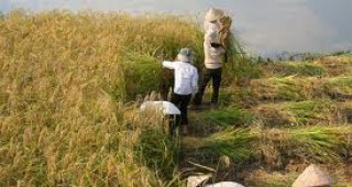 Изследователи на оризовата култура са се споразумели за намаляване на цените на храната