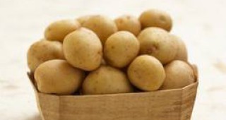В Трън отбелязват празника на картофа