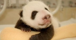 Панда се роди днес в зоопарк в Япония