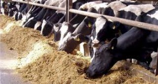 Животновъди ще могат да ползват още 3. 8 млн. лв. по целеви кредит за закупуване на фураж