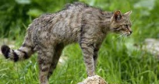 Популацията на хищниците у нас расте, според експерти в РУГ- Бургас