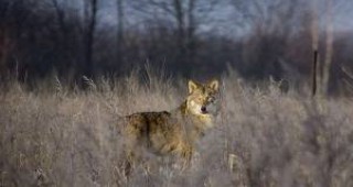 До 30 вълка се отстрелват ежегодно на територията на Бургаското регионално управление по горите