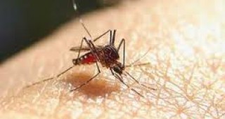 Британски учени създадоха генетично стерилни комари