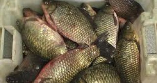 В Добрич нерегламентирано се продава риба
