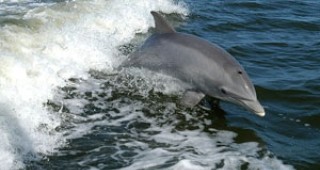Във Варна се роди делфинче